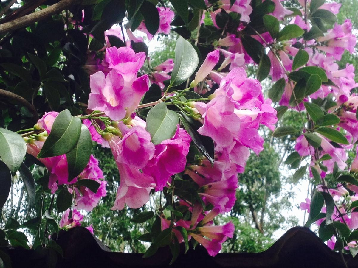 เขาใหญ่ เนเจอร์ รีทรีท Hotel Baan Wang Mi ภายนอก รูปภาพ